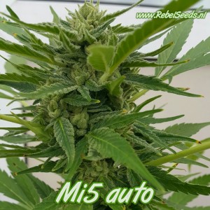 Mi5 autoflower, regulier. Mi5 autoflower, regulier.